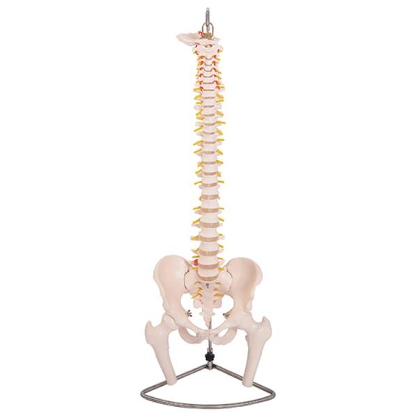 骨模型　6点セット 脊椎骨盤模型(股関節付)GX-126 せきついの人骨模型 高さ90cm