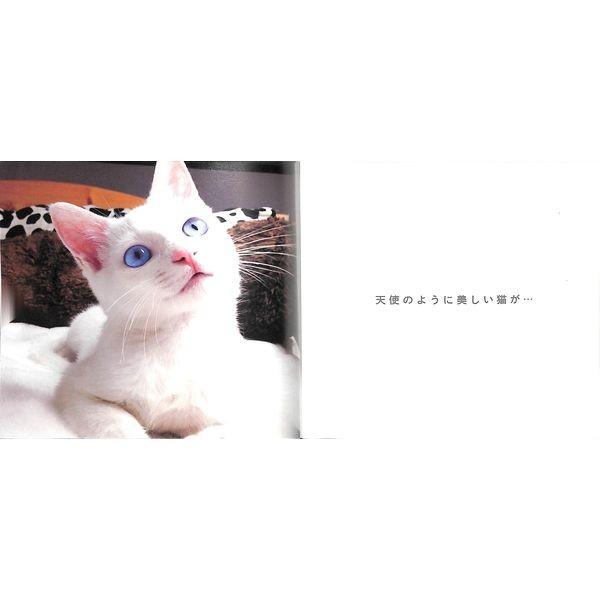 猫ちゃん様　1本 55％OFF】日本一寝顔が酷い絶世の美猫 セツちゃん /【Buyee】