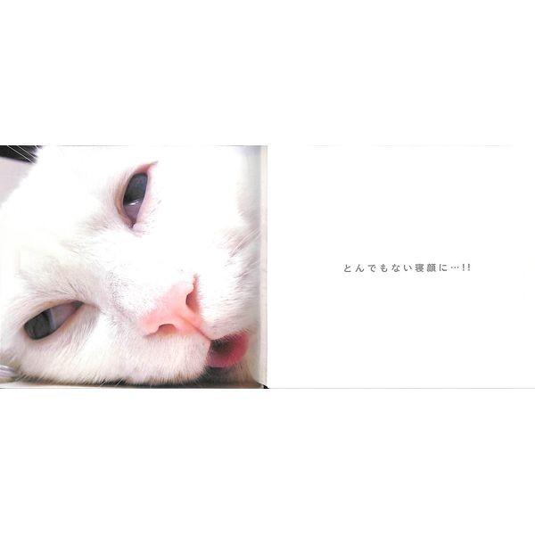 55%OFF】日本一寝顔が酷い絶世の美猫 セツちゃん /【Buyee 55%OFF】日本一寝顔が酷い絶世の美猫 セツちゃん /【Buyee