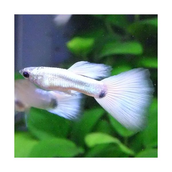 熱帯魚 国産グッピー ハクホワイト グッピー 1Pr 【国産 グッピー
