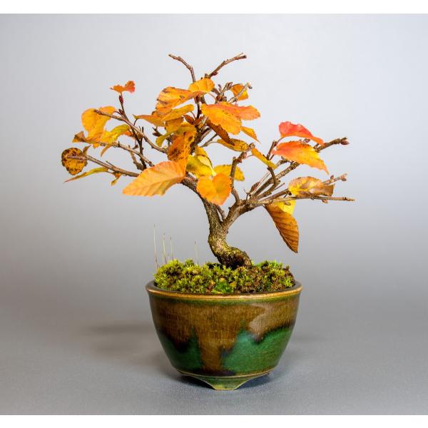 金四手（カナシデ）盆栽 S003 盆栽イワシデ盆栽（岩四手盆栽）小品盆栽