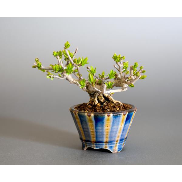 e-bonsai_4138_2