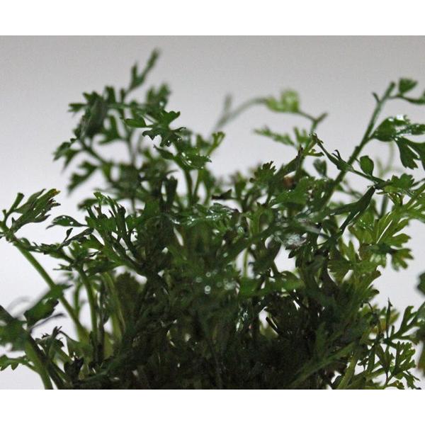 ボルビティスsp・ベビーリーフ（1Pot） 無農薬 品質抜群の有名ファーム