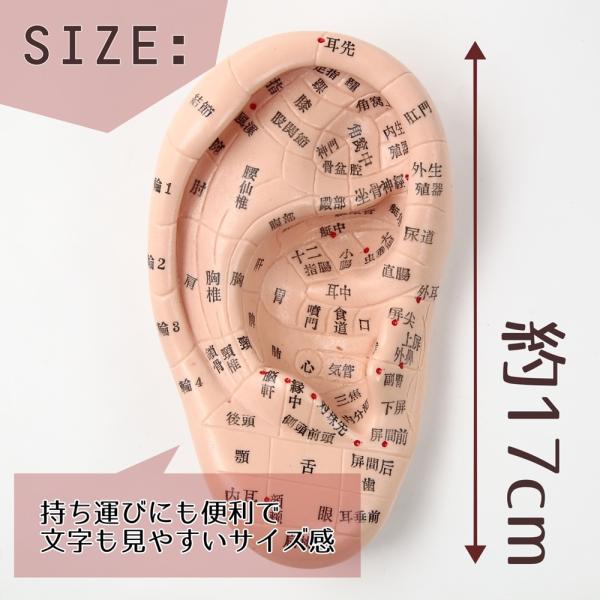 Beautear 耳つぼ模型 日本語版 17ｃｍ 日本語表記 耳模型 耳介図 耳 