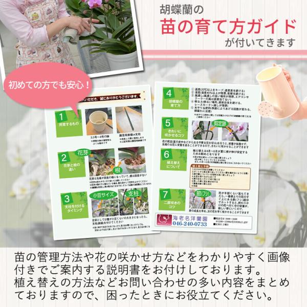 胡蝶蘭大輪1本の苗2,500円(税別) 大輪(V3)【胡蝶蘭開花株成熟株洋ラン