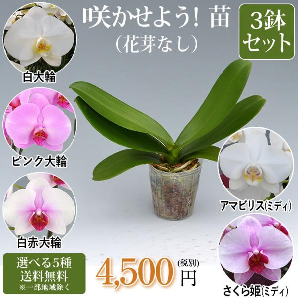 胡蝶蘭大輪花芽無しの苗3鉢セット4,500円(税別) 大輪(V3) あす楽【胡蝶