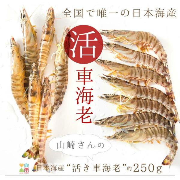 車海老 活き車エビ/約250g 約7〜12尾入 送料無料 えび 刺身 車