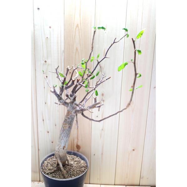 ブルセラ　ヒンドシアナ ブルセラ・ヒンドシアナ | 多肉植物・特別な鉢の販売 | トーキー