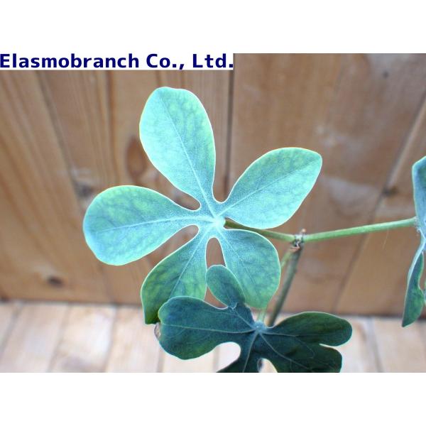アデニア・グラウカ（Adenia glauca） 幻蝶蔓（げんちょうかずら