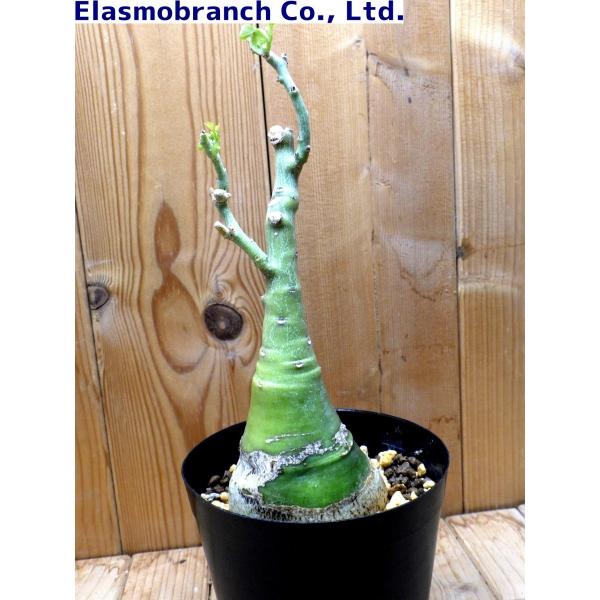 ○ポットごと♡アデニア グラウカ♡幻蝶かずら アデニア グラウカ ※2.5号鉢