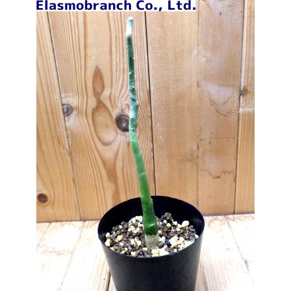 アデニア・ベネナータ（Adenia venenata） JM117 /【Buyee】