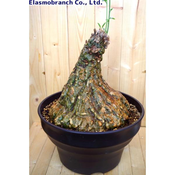 ケファロペンタンドラ・エキローサ（Cephalopentandra ecirrhosa