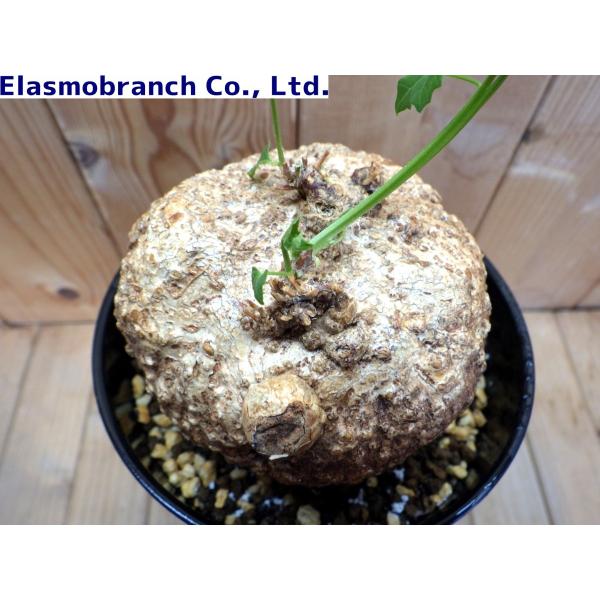 モモルディカ ボイビニー Momordica boivinii