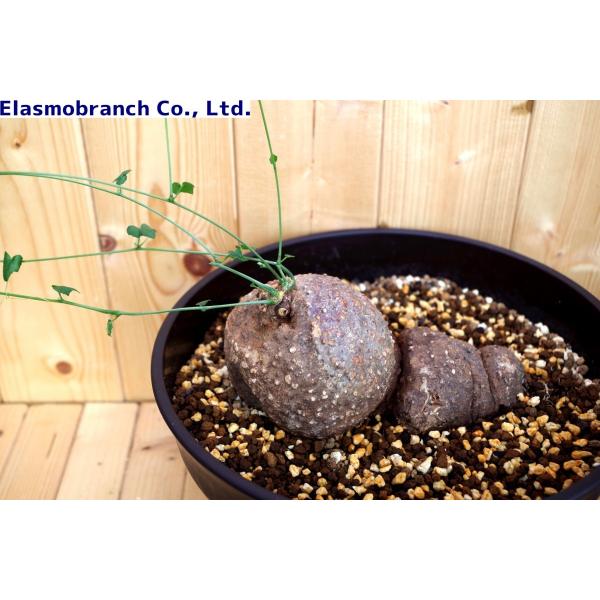 モモルディカ ボイビニー Momordica boivinii