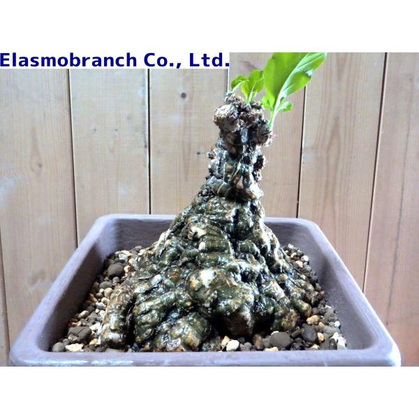 ケファロペンタンドラ・エキローサ（Cephalopentandra ecirrhosa） KAC062 /【Buyee】 Buyee -  Japanese Proxy Service | Buy from Japan!