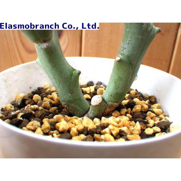 ユーフォルビア・ハマタ（Euphorbia hamata） 鬼棲木SM2216 /【Buyee】