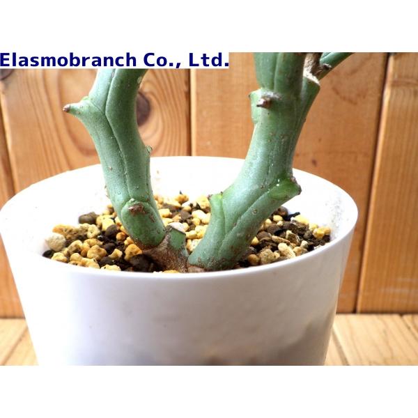 ユーフォルビア・ハマタ（Euphorbia hamata） 鬼棲木SM2216 /【Buyee】