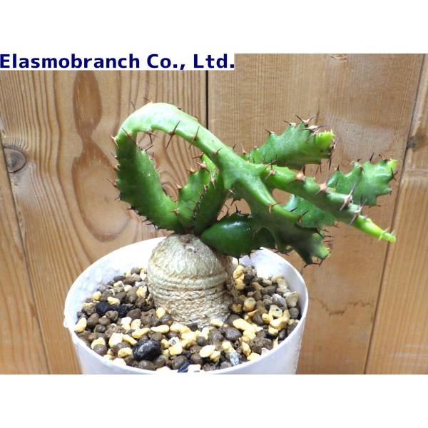 ユーフォルビア・スクアローサ（Euphorbia squarrosa） 奇怪ヶ島（き
