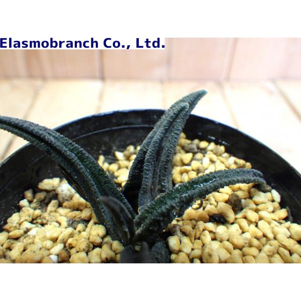 ハオルチア・ソルディダ（Haworthia sordida） Bluecliff SMH069 /【Buyee】