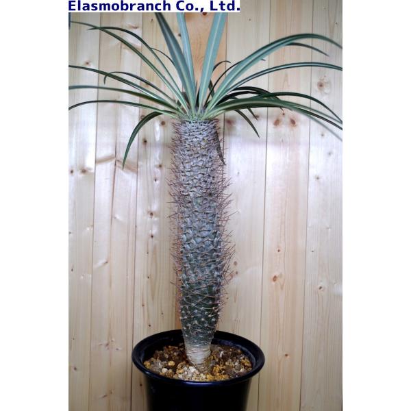 パキポディウム・ゲアイー（Pachypodium geayi） 亜阿相界（ああ