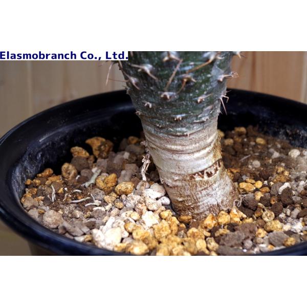 パキポディウム・ゲアイー（Pachypodium geayi） 亜阿相界（ああ