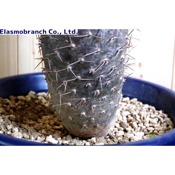 パキポディウム・ゲアイー(Pachypodium geayi) 亜阿相界(ああ パキポディウム・ゲアイー(Pachypodium geayi) 亜阿相界(ああ