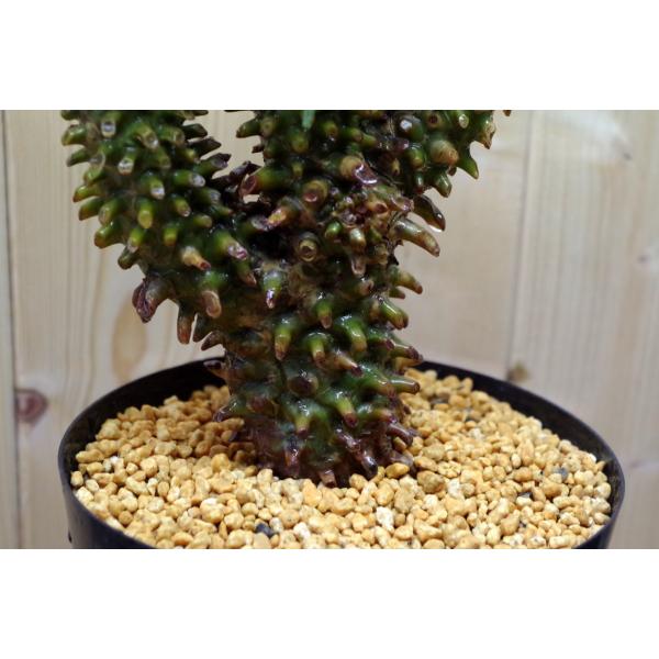 チレコドン・ワリチー（Tylecodon wallichii） 奇峰錦（きほうにしき