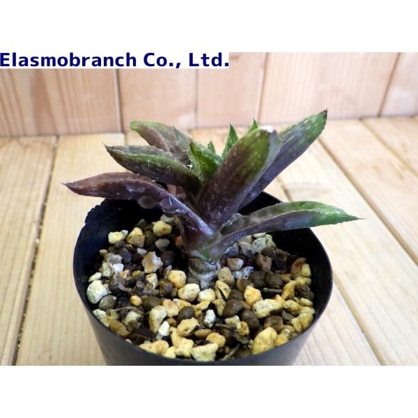 ハオルチア・レツーサ'ツルギダ'（Haworthia retusa 'turgida'） N