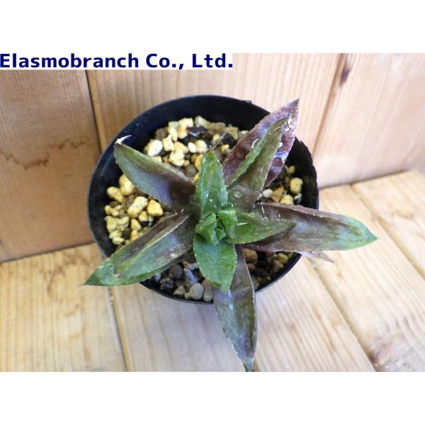ハオルチア・レツーサ'ツルギダ'（Haworthia retusa 'turgida'） N