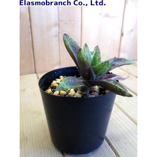 ハオルシア・トゥルギダまたはハオルシア・レトゥーサ。 ハオルチア・レツーサ'ツルギダ'（Haworthia retusa 'turgida'） N