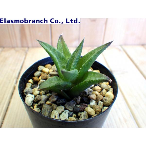 ハオルチア・ベノーサ'ベノーサ' （Haworthia Venosa 'venosa'） SOH298 /【Buyee】