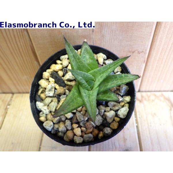 ハオルチア・ベノーサ'ベノーサ' （Haworthia Venosa 'venosa'） SOH298 /【Buyee】