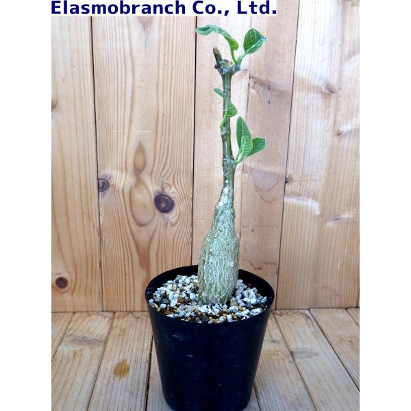 【現品】フォッケア・ムルチフローラ　Fockea multiflora　9号３G 楽天市場】☆【現品・現物】Fockea multiflora(フォッケア・ムルチ