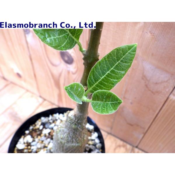 フォッケア ムルチフローラ 現地球 フォッケアムルチフローラ現地球