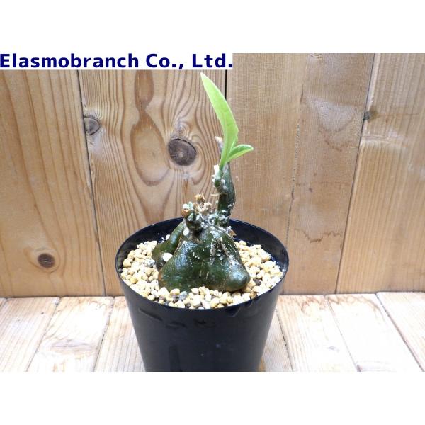 ケファロペンタンドラ・エキローサ（Cephalopentandra ecirrhosa