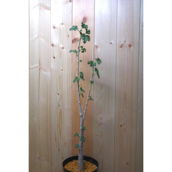 デンドロシキオス・ソコトラーナ（Dendrosicyos socotrana