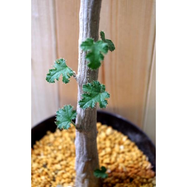 デンドロシキオス・ソコトラーナ（Dendrosicyos socotrana