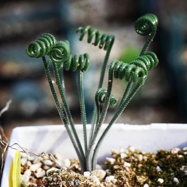 アルブカ スピラリス Albuca spiralis EQ108 通販 実生 2.5号 ケープ