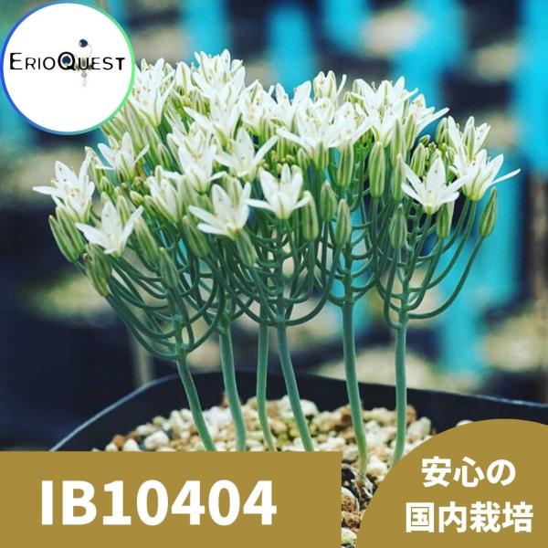 エリオスペルマム アフィルム Eriospermum aphyllum IB10404 /【Buyee