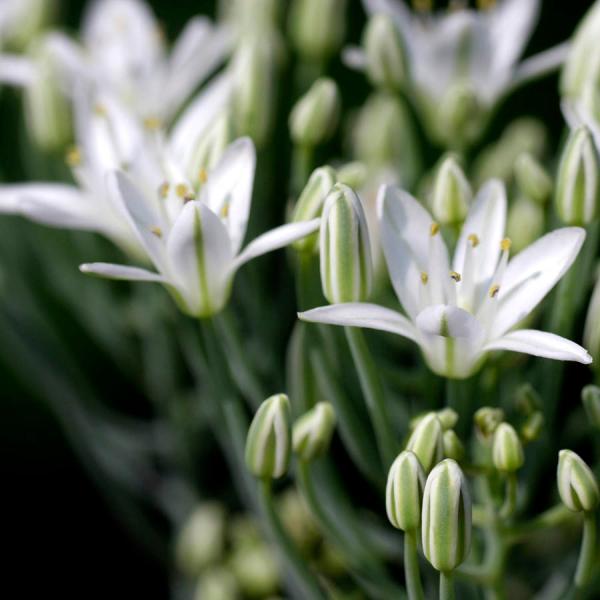 エリオスペルマム アフィルム Eriospermum aphyllum IB10404 /【Buyee