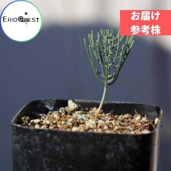 エリオスペルマム アフィルム Eriospermum aphyllum IB10404 /【Buyee