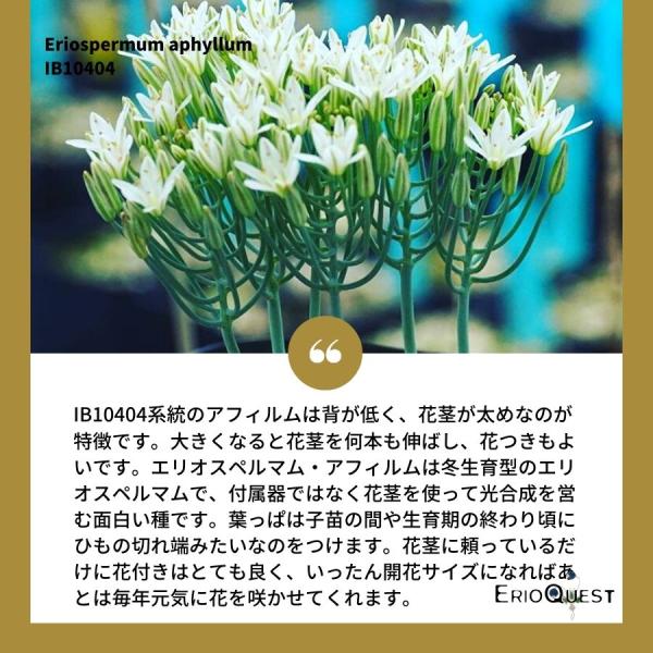 エリオスペルマム 洋書 Eriospermum エリオスペルマム アフィルム Eriospermum aphyllum IB10404 /【Buyee