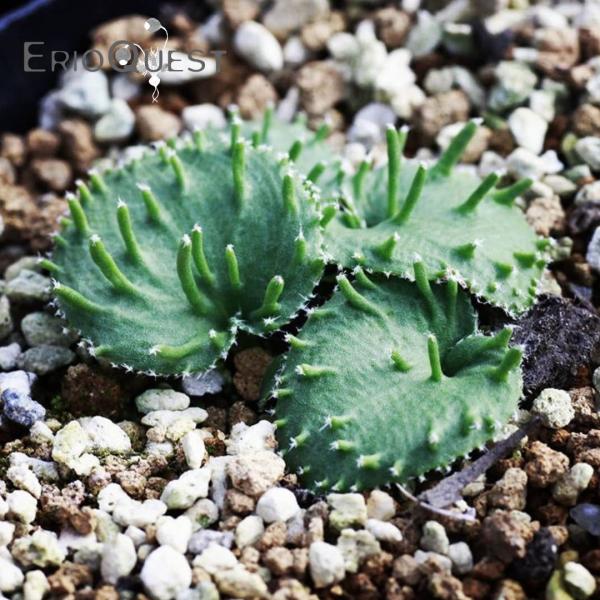 エリオスペルマム アペンデクラツム Eriospermum appendiculatum