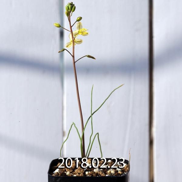 ま*ん様 南アフリカ珍奇植物‼️ブルビネ トルタ/Bulbine torta 南アフリカ珍奇植物‼️ブルビネ トルタ/Bulbine torta - メルカリ