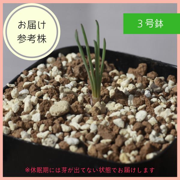 ブルビネ トルタ Bulbine torta 種類 販売 通販 珍しい 植物 球根 希少 南アフリカ 通販 実生 2.5号 ケープバルブ 南ア 球根  エリオクエスト /【Buyee】