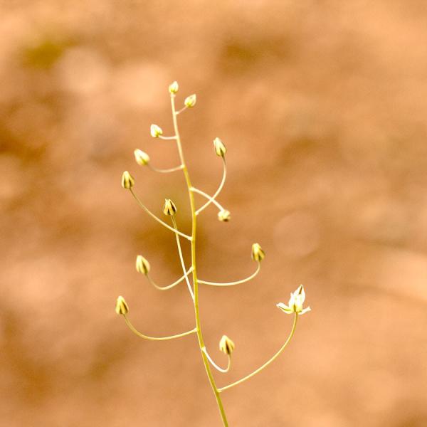 エリオスペルマム プロリフェルム Eriospermum proliferum Type-KH