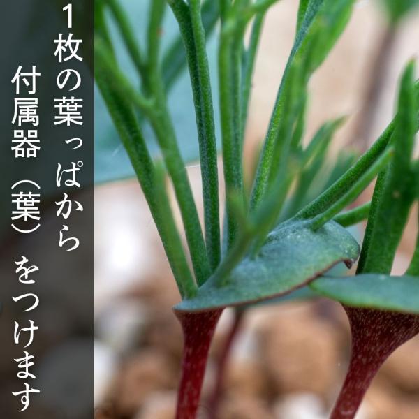 エリオスペルマム 不明種 アルキコルネ Eriospermum sp. cf