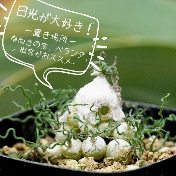 オステオトーム オーニソガラム トルツオスム Ornithogalum Tortuosum DMC13646