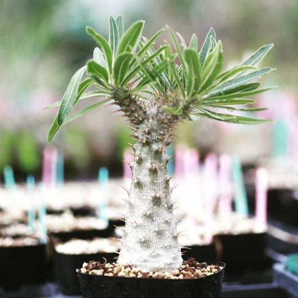 コーデックス塊根植物パキポディウムロスラツムPachypodium rosulatum