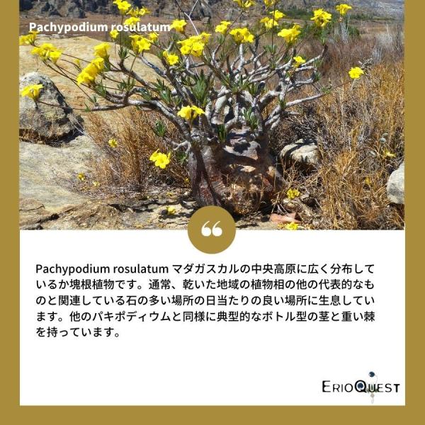 コーデックス塊根植物パキポディウムロスラツムPachypodium rosulatum